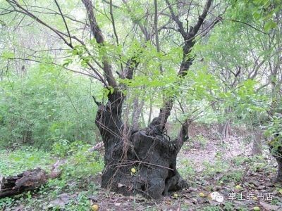 誰(shuí)能幫大駐馬的千年古樹(shù)們找個(gè)新家？