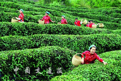 便利交通助春茶出口