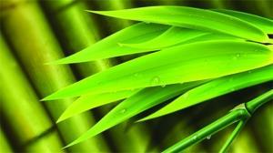 《羋月傳》里的中草藥靠譜嗎？淡竹葉其實(shí)不能滑胎