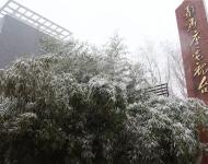 路邊的樹(shù)木，不一會(huì)就堆滿了雪花。這個(gè)冬天的雪景，哪能少了它們的點(diǎn)綴？