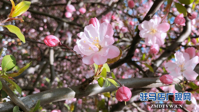 春風(fēng)拂面時,賞花好時節(jié)!攝影/末月