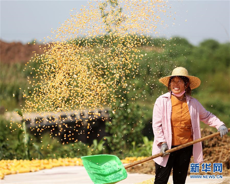 山東省臨沂市郯城縣郯城街道新屯村村民揚(yáng)曬收獲的玉米（9月23日攝）。 新華社發(fā)（張春雷 攝）