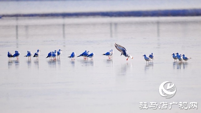 汝南：環(huán)境治理繪就生態(tài)畫卷 宿鴨湖首迎越冬紅嘴鷗