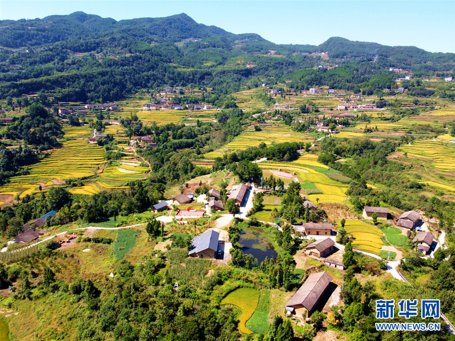 走進(jìn)鄉(xiāng)村看小康丨湖北巴東牛洞坪村：層層梯田遍地金 稻谷豐收美如畫