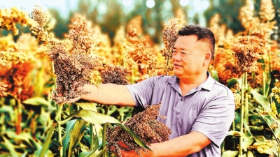 奮進(jìn)新征程 建功新時(shí)代丨收獲，在希望的田野上