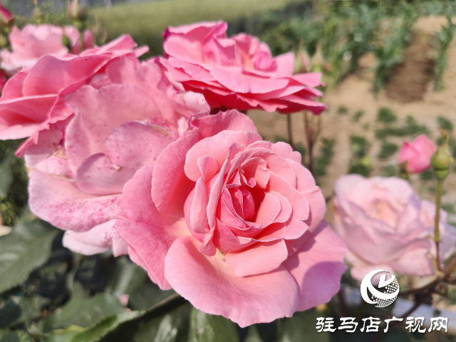 新蔡縣頓崗鄉(xiāng)：月季花開(kāi)格外美 芳香撲鼻惹人愛(ài)