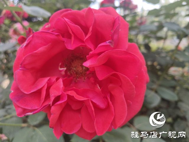 新蔡縣頓崗鄉(xiāng)：月季花開(kāi)格外美 芳香撲鼻惹人愛(ài)