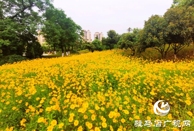 泌陽各公園黃金菊怒放 點亮城市風景線