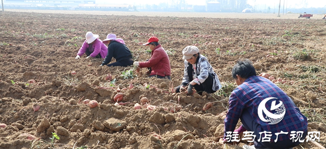 確山縣：紅薯喜豐收，田間收獲忙