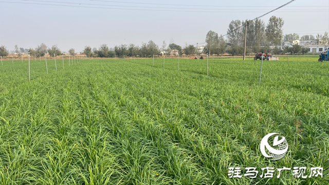 遂平縣石寨鋪鎮(zhèn)柳莊村：韭菜種出致富好“錢(qián)”景