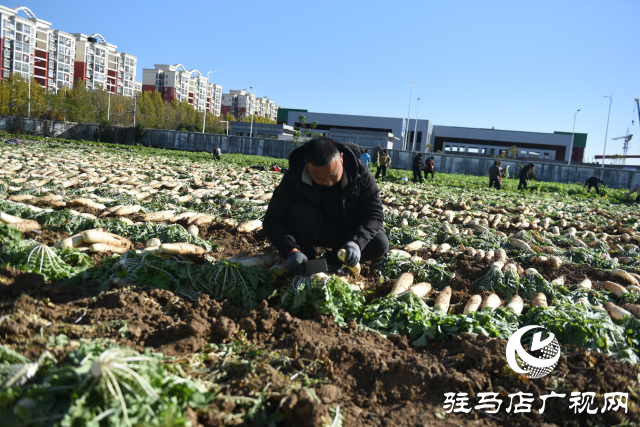 正陽(yáng)縣中坤農(nóng)業(yè)：脆嫩蘿卜迎豐收 醬菜產(chǎn)業(yè)助發(fā)展