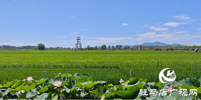 確山縣留莊鎮(zhèn)召開稻米產(chǎn)業(yè)高質(zhì)量發(fā)展座談會