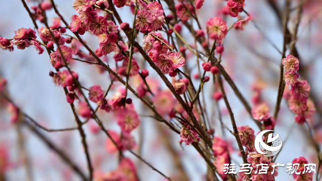 天中梅花基地：萬(wàn)株梅綻 燃爆新春的網(wǎng)紅花海