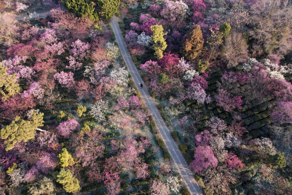 早春中國遇芳菲