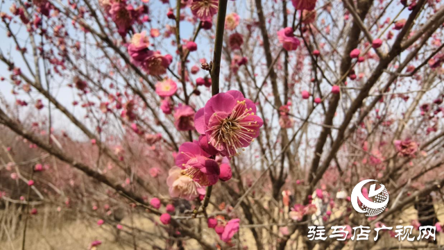 天中梅花基地：萬(wàn)株梅綻 燃爆新春的網(wǎng)紅花海