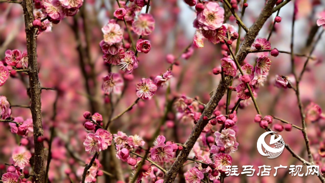 天中梅花基地：萬(wàn)株梅綻 燃爆新春的網(wǎng)紅花海