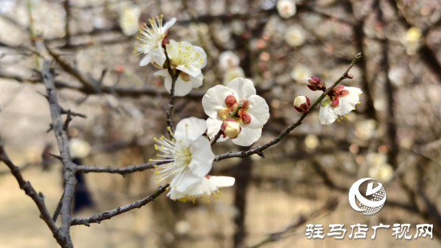 天中梅花基地：萬(wàn)株梅綻 燃爆新春的網(wǎng)紅花海