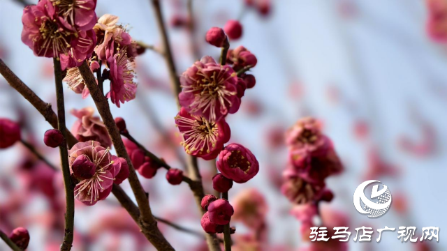 天中梅花基地：萬(wàn)株梅綻 燃爆新春的網(wǎng)紅花海