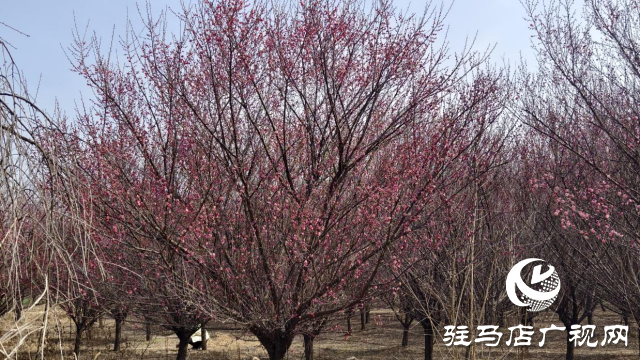 天中梅花基地：萬(wàn)株梅綻 燃爆新春的網(wǎng)紅花海