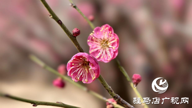 天中梅花基地：萬(wàn)株梅綻 燃爆新春的網(wǎng)紅花海