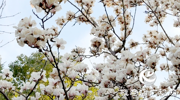 駐馬店：玉蘭花開(kāi)春盎然