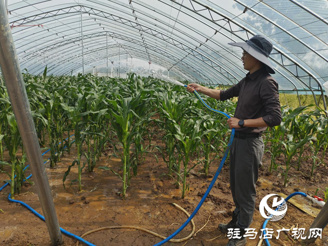 駐馬店市驛城區(qū)朱古洞鄉(xiāng)：黨建引領(lǐng)繪新篇 特色農(nóng)業(yè)促振興