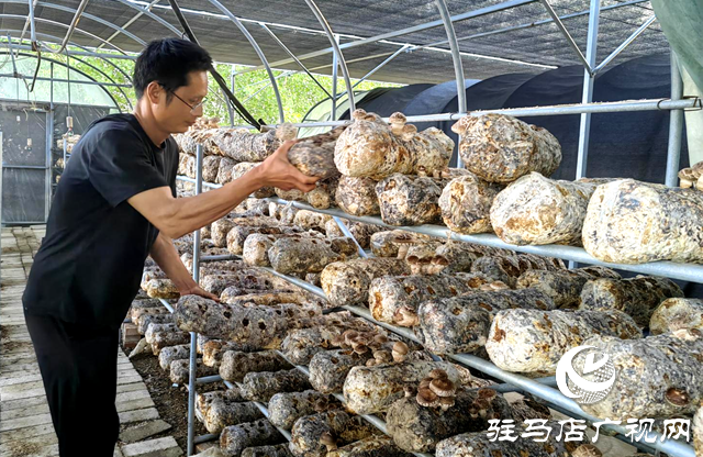 李鵬：深耕食用菌產業(yè) 助力鄉(xiāng)村振興