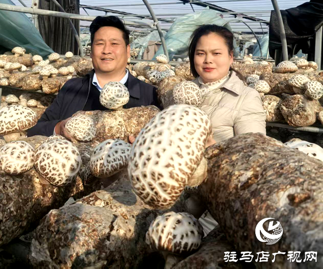 李鵬：深耕食用菌產業(yè) 助力鄉(xiāng)村振興