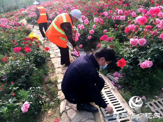 綠意蔥蘢花滿城！確山縣住建局精心打造“城市大花園”
