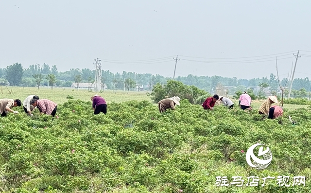 泌陽(yáng)縣雙廟鄉(xiāng)：花開(kāi)付洼香滿園 鄉(xiāng)村振興煥新顏