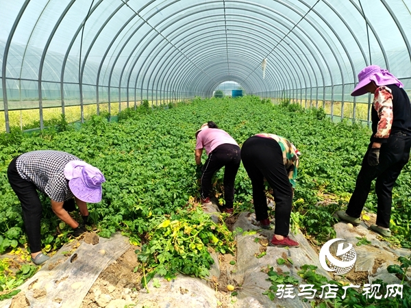 平輿縣辛店鄉(xiāng)黃寨村：春土豆迎來豐收季 助農增收添“薯”光