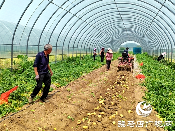 平輿縣辛店鄉(xiāng)黃寨村：春土豆迎來豐收季 助農增收添“薯”光