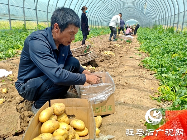 平輿縣辛店鄉(xiāng)黃寨村：春土豆迎來豐收季 助農增收添“薯”光