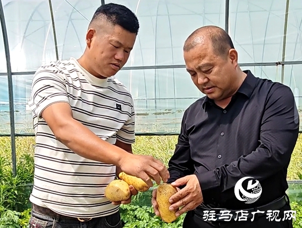 平輿縣辛店鄉(xiāng)黃寨村：春土豆迎來豐收季 助農增收添“薯”光