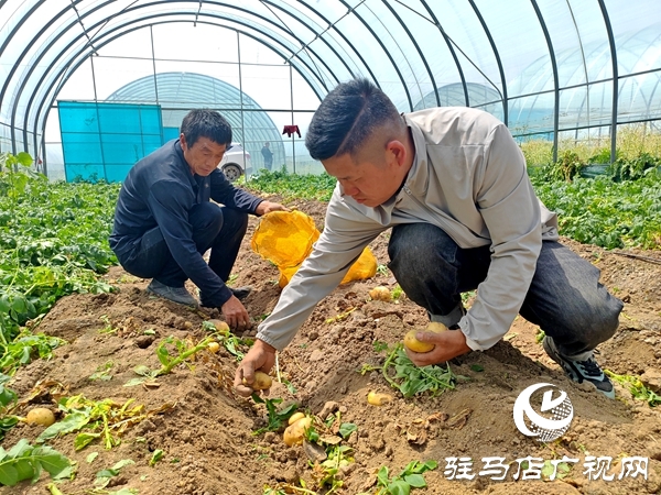 平輿縣辛店鄉(xiāng)黃寨村：春土豆迎來豐收季 助農增收添“薯”光