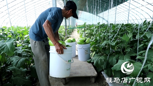 正陽(yáng)縣熊寨鎮(zhèn)王樓村：大棚蔬菜多點(diǎn)開花 鄉(xiāng)村振興勢(shì)能強(qiáng)勁
