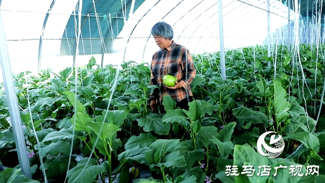 正陽(yáng)縣熊寨鎮(zhèn)王樓村：大棚蔬菜多點(diǎn)開花 鄉(xiāng)村振興勢(shì)能強(qiáng)勁
