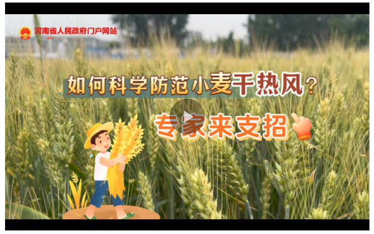 訪談丨如何科學(xué)防范小麥“干熱風(fēng)”？專家來(lái)支招→